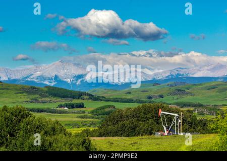 Pumpjack auf einem grünen Feld mit Bäumen, sanften Hügeln, Bergkette, blauem Himmel und Wolken im Hintergrund, nördlich von Longview, Alberta Stockfoto