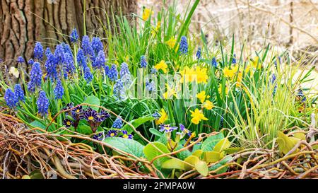 Uber die Blütenanordnung der Frühlingsgrunzen. Narzissen, Primrosen, Maushyazinthen, Muscari für einen wunderschönen Hintergrund mit Kopierbereich. Zuerst Blumen Appea Stockfoto