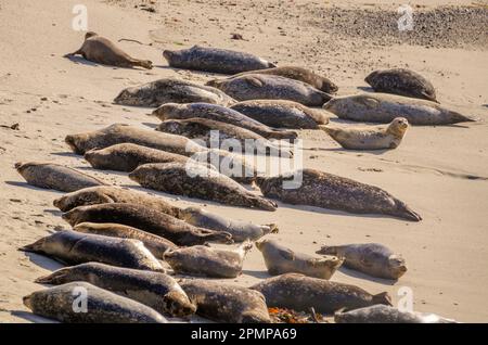 Eine Kolonie von Seehunden (Phoca vitulina) lag am Strand in Monterey County, CA. Stockfoto