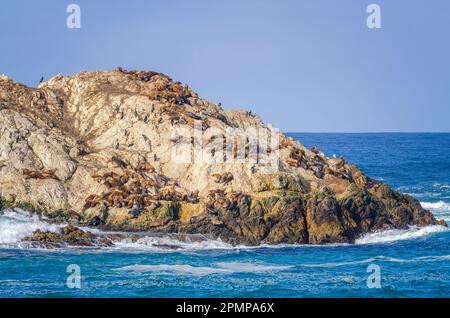 Eine Kolonie von Seehunden (Phoca vitulina) lag auf einem Felsen in Monterey County, CA. Stockfoto