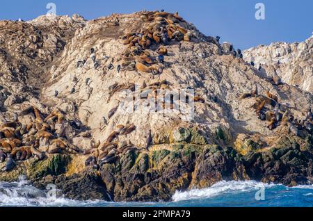 Eine Kolonie von Seehunden (Phoca vitulina) lag auf einem Felsen in Monterey County, CA. Stockfoto