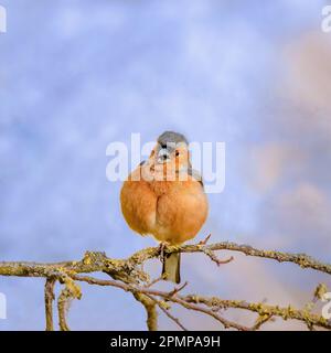 Ein männlicher Chaffinch auf einem Ast, der im Frühling singt Stockfoto