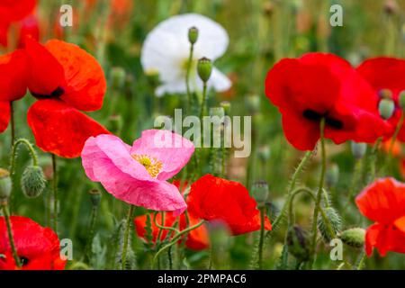 Nahaufnahme eines rosa Mohns zwischen roten Mohnblumen (Papaveroideae); Calgary, Alberta, Kanada Stockfoto