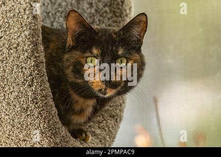 Schildkrötenkatze (Felis silvestris catus), die in die Kamera schaut; Churchill, Manitoba, Kanada Stockfoto