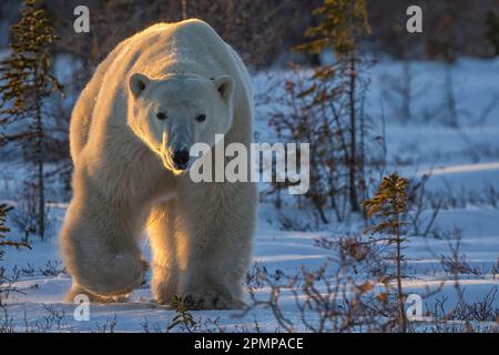 Eisbär (Ursus maritimus) spaziert im Schnee im Sonnenlicht an den Ufern der Hudson Bay; Churchill, Manitoba, Kanada Stockfoto