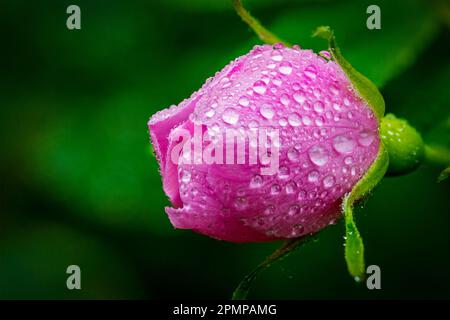 Nahaufnahme einer wilden Rosenknospe mit Wassertropfen: Calgary, Alberta, Kanada Stockfoto