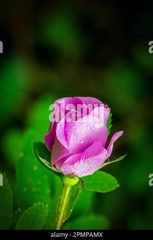 Nahaufnahme einer wilden Rose mit Wassertropfen; Calgary, Alberta, Kanada Stockfoto