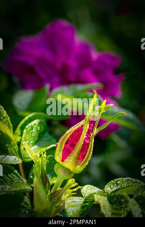 Nahaufnahme einer wilden Rosenknospe mit Wassertropfen und einer offenen Rose im Hintergrund: Calgary, Alberta, Kanada Stockfoto