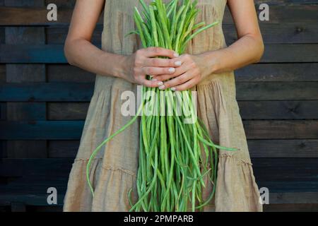 Umweltfreundliches Konzept mit biologischem Bauerngemüse in den Händen eines Mädchens in einem Leinenkleid aus natürlichem Stoff. Frische rohe grüne Bohnen. Betrieb gemessene LIF Stockfoto