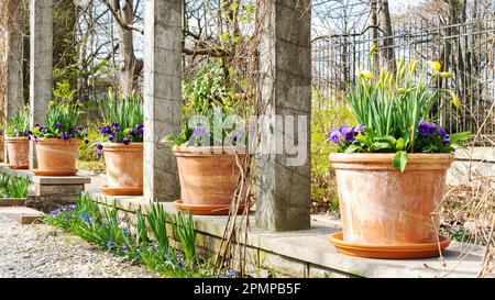 Pansien in Keramiktöpfen. Gartenanlage mit den ersten Frühlingsblumen. Stimmungsvolles Foto mit einem wunderschönen Frühlingsgarten mit Kopien Stockfoto