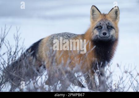 Rotfuchs (Vulpes vulpes), der im Schnee spaziert, lächelnd in die Kamera; Churchill, Manitoba, Kanada Stockfoto