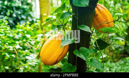 Der Kakaobaum mit reifen Früchten ist nah dran. Kakaobohnen für die Schokoladenherstellung. Blick auf den tropischen Wald mit Schwerpunkt auf reifen Kakaobohnen in leuchtend gelber Farbe Stockfoto