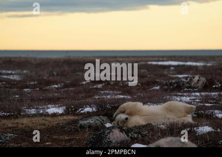 Eisbär (Ursus maritimus) bei Sonnenuntergang auf der Tundra; Churchill, Manitoba, Kanada Stockfoto