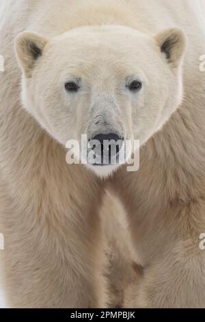 Nahaufnahme eines Eisbären (Ursus maritimus); Churchill, Manitoba, Kanada Stockfoto