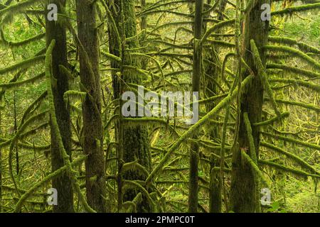 Das alte Moos wächst auf den Bäumen in den Regenwäldern von Vancouver Island, BC, Kanada; Port Renfrew, British Columbia, Kanada Stockfoto