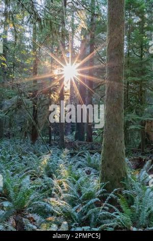 Im MacMillan Provincial Park auf Vancouver Island, BC, Kanada, geht die Sonne über den alten Wald Cathedral Grove Stockfoto