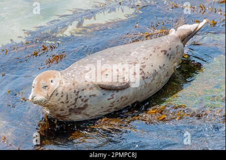 Porträt einer Seehunde (Phoca vitulina), die in flachem Wasser an der Küste Kaliforniens liegt; San Diego, Kalifornien, Vereinigte Staaten von Amerika Stockfoto
