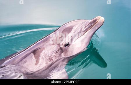 Porträt eines Großen Delfins (Tursiops truncatus); Honolulu, Ohau, Hawaii, Vereinigte Staaten von Amerika Stockfoto