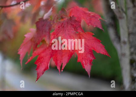 Nahaufnahme von nassen Ahornblättern in leuchtendem Rot auf einem Baum im Herbst; North Vancouver, British Columbia, Kanada Stockfoto