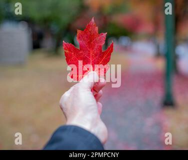 Hand mit einem leuchtend roten Ahornblatt; Vancouver, British Columbia, Kanada Stockfoto