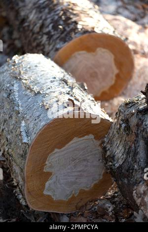 Horizontale Querschnitte, die durch den Stamm eines Baumes geschnitten werden und Wachstumsringe, auch als Baumringe oder Jahresringe bezeichnet, offenlegen Stockfoto