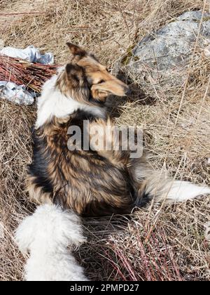 Shetland Schäferhund und entzückender Langohr-Hund mit schönen Augen Stockfoto