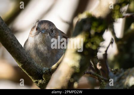 Spatz sitzt auf einem Ast eines Baumes im Garten Stockfoto