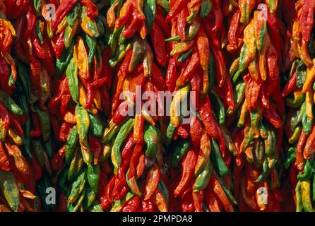 Reihen roter und grüner Chilischoten hängen in Trauben zusammen; Santa Fe, New Mexico, Vereinigte Staaten von Amerika Stockfoto