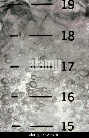 Nahaufnahme einer Chemikalie in einem Glasbecher mit Messungen; New York City, New York, Unite States of America Stockfoto