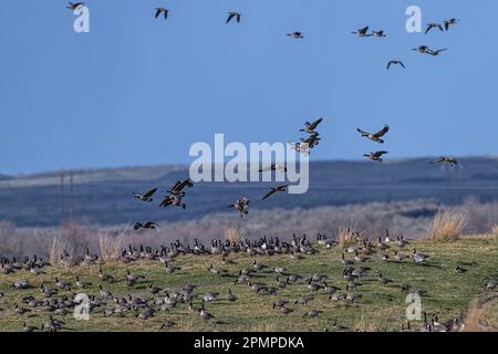 Weidende Cackling-Gänse (Branta hutchinsii) Stockfoto