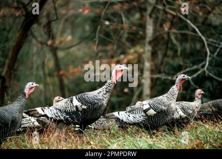 Eine Herde wilder Truthühner (Meleagris gallopavo) im Great Smoky Mountains National Park; Tennessee, Vereinigte Staaten von Amerika Stockfoto