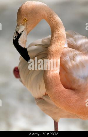 Wunderschönes Porträt eines Flamingos, Aruba Stockfoto