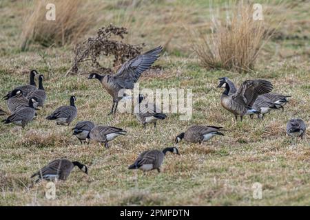 Weidende Cackling-Gänse (Branta hutchinsii) Stockfoto