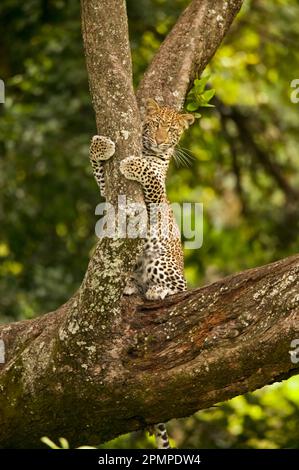 Junge Leoparden (Panthera pardus), die auf einem Baum sitzen; Tansania Stockfoto