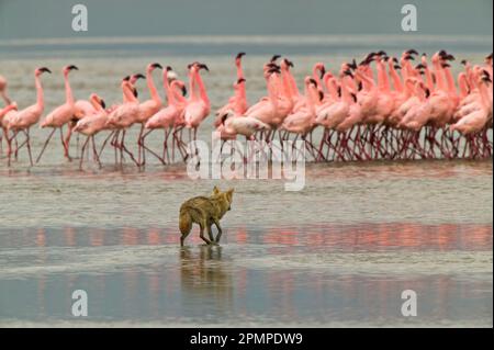 Kojote (Canis latrans) stalkt Flamingos am Ufer des Lago Magadi; Ngorongoro Krater, Tansania Stockfoto