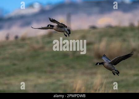 Anlandegänse (Branta hutchinsii) Stockfoto