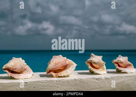 Muschelschalen säumen eine Mauer nahe dem Meer; Aruba Stockfoto