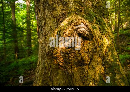 Knorriger Stamm der Tulpenpappel (Liriodendron tulipifera) im Great Smoky Mountains National Park, Tennessee, USA Stockfoto