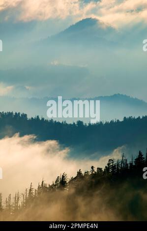 Nebel steigt über immergrünen Bäumen in den bewaldeten Appalachen im Newfound Gap im Great Smoky Mountains National Park, Tennessee, USA Stockfoto