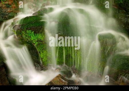 Nahaufnahme der Bewegungsunschärfe mit Wasser, das über einen moosbedeckten Felsbrocken an der neu entdeckten Gap Road im Great Smoky Mountains National Park, Tenne... Stockfoto