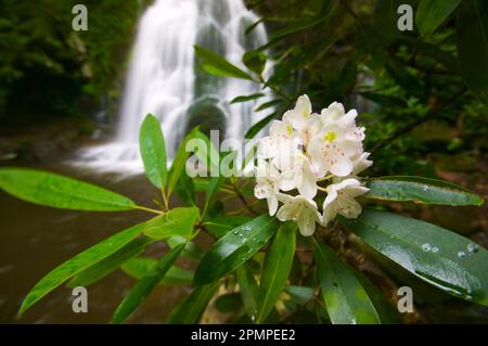 Nahaufnahme eines blühenden Rhododendrons entlang des kaskadierenden Little River im Great Smoky Mountains National Park, Tennessee, USA Stockfoto