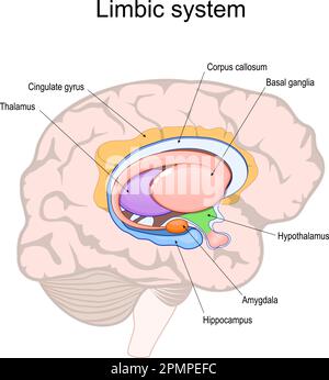 Limbisches System. Querschnitt des menschlichen Gehirns. Struktur und anatomische Komponenten des limbischen Systems: Hypothalamus, Corpus callosum, Gyrus cingularis, Stock Vektor