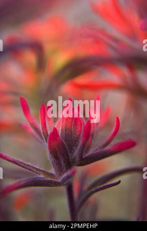 Nahaufnahme eines Wüstenpinsels (Castilleja angustifolia) im Death Valley National Park; Kalifornien, Vereinigte Staaten von Amerika Stockfoto