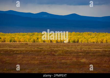 Tundra-Landschaft mit Steinbirken (Betula ermanii cham.) In Herbstfarben: Kronotsky Zapovednik, Kamtschatka, Russland Stockfoto