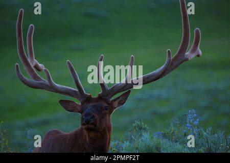 Porträt eines Bullen Elchs (Cervus canadensis) mit großen Geweihen, Canyon Village, Yellowstone National Park, Wyoming, USA Stockfoto