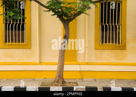 Baum gegen ein gelbes Gebäude in Pondicherry; Puducherry, Tamil Nadu, Indien Stockfoto