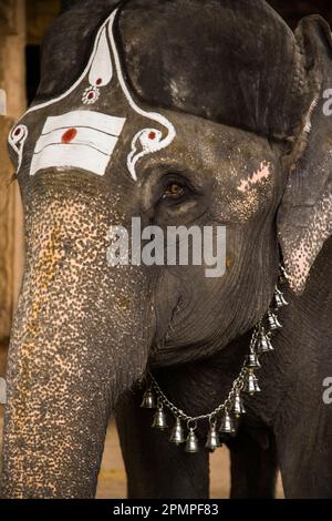 Asiatischer Elefant (elephas maximus), dekoriert für die hinduistische Religion im Meenakshi Tempel; Madurai, Tamil Nadu, Indien Stockfoto