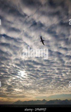 Die Möwe im Flug unter einem riesigen bewölkten Himmel mit schneebedeckten Bergen in der Ferne; Spitzbergen, Svalbard Archipel, Norwegen Stockfoto