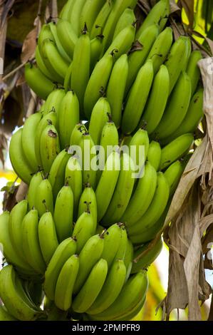 Unreife Bananen auf einer Pflanze in Jamaika; Port Antonio, Jamaika Stockfoto