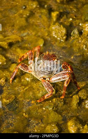 Bunte Krabben, die auf Felsen im flachen Wasser in Roatan laufen; Roatan, Honduras Stockfoto